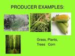 Producer Examples