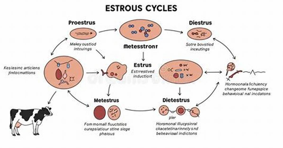 Proestrus