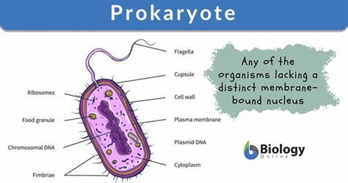 Prokaryotes Examples