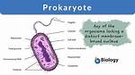 Prokaryotes Examples