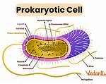Prokaryotic Cell Examples