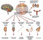 Prolactinemia