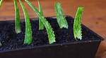 Propagate Aloe
