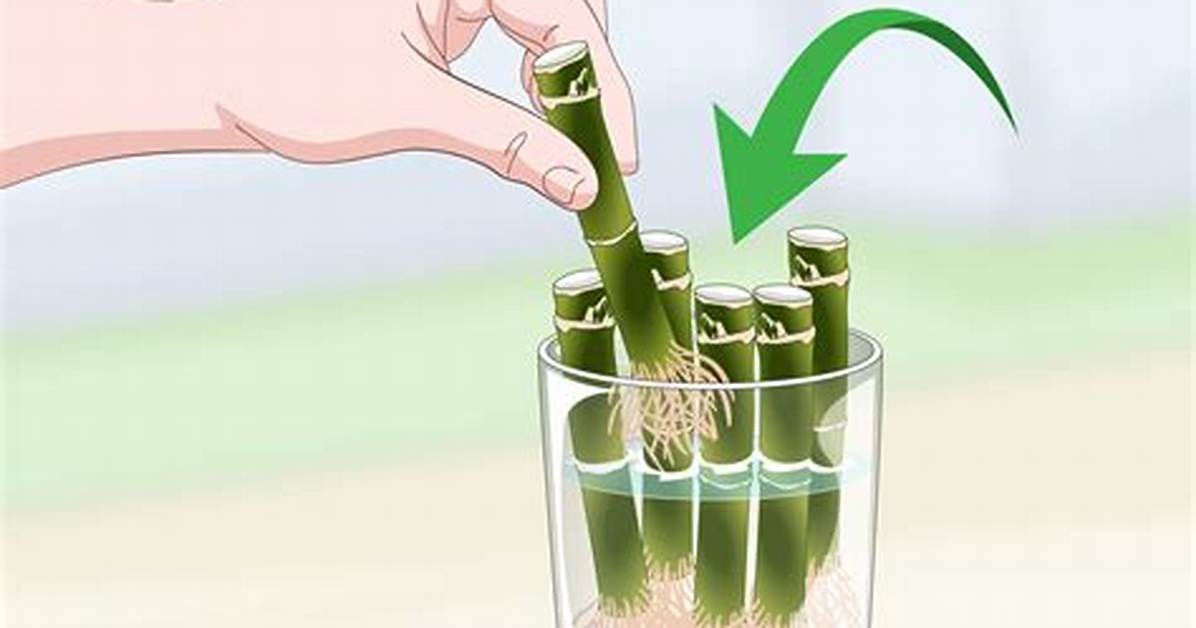 Propagate Bamboo