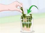 Propagate Bamboo