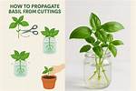 Propagate Basil