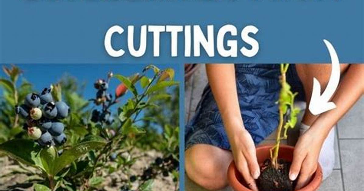 Propagate Blueberries