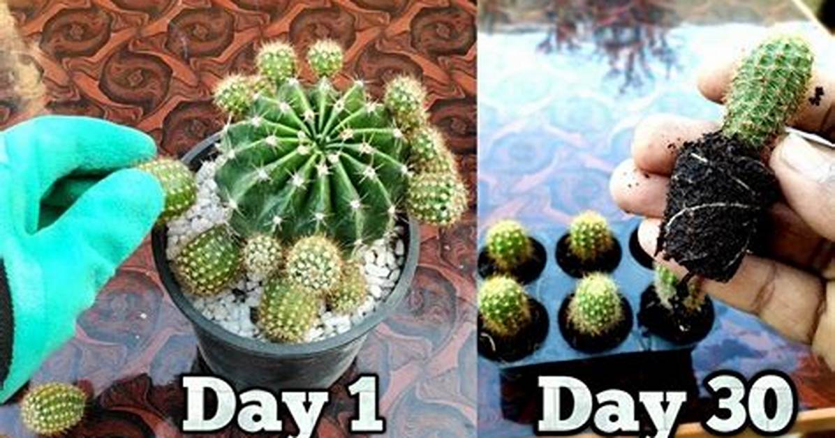 Propagate Cactus