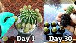 Propagate Cactus