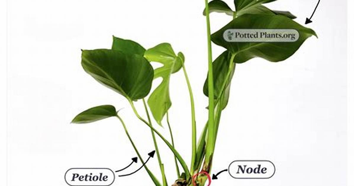 Propagating Monstera Without Node