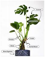 Propagating Monstera Without Node