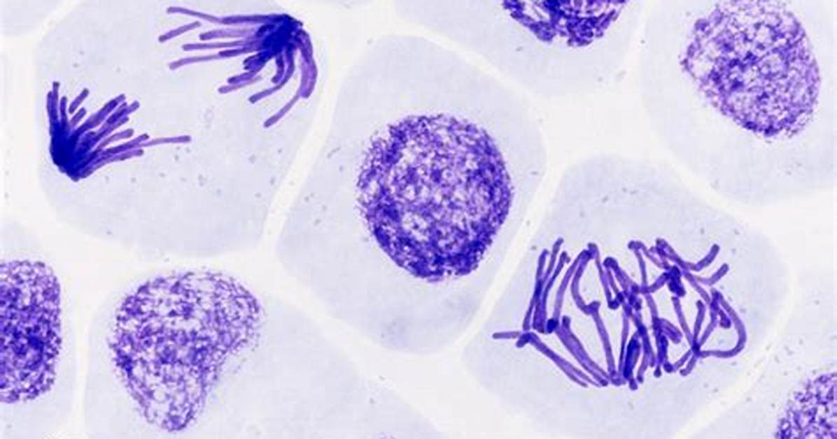 Prophase Under Microscope