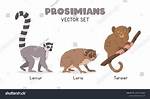 Prosimians