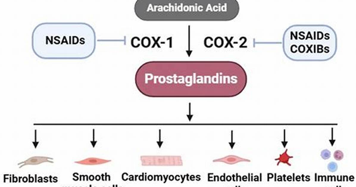 Prostaglandins Function