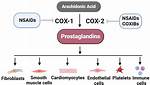 Prostaglandins Function