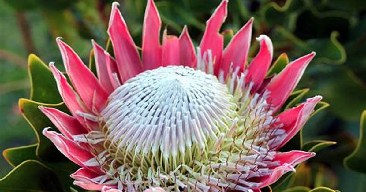 Protea Flower