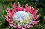 Protea Flower