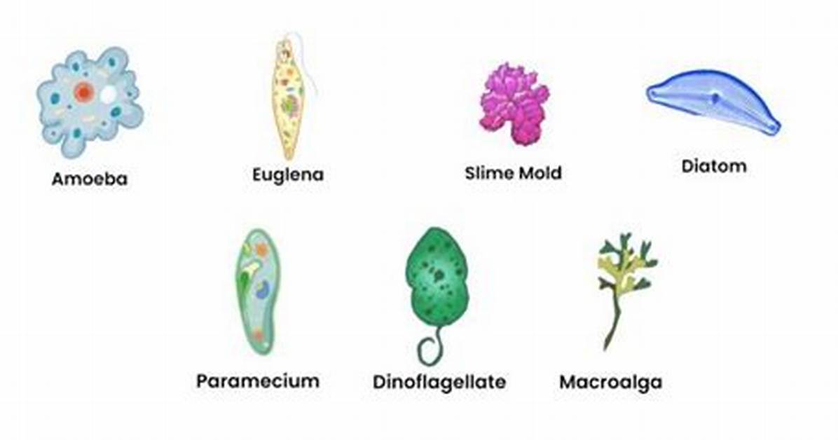 Protists Examples