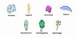 Protists Examples