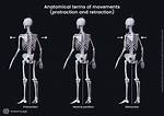 Protraction Movement