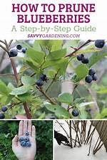 Prune Blueberries