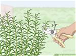 Prune Rosemary