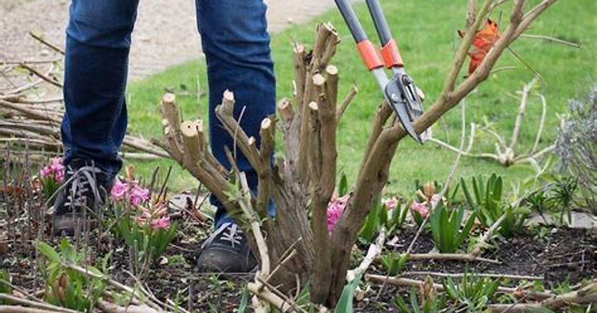 Pruning Buddleia