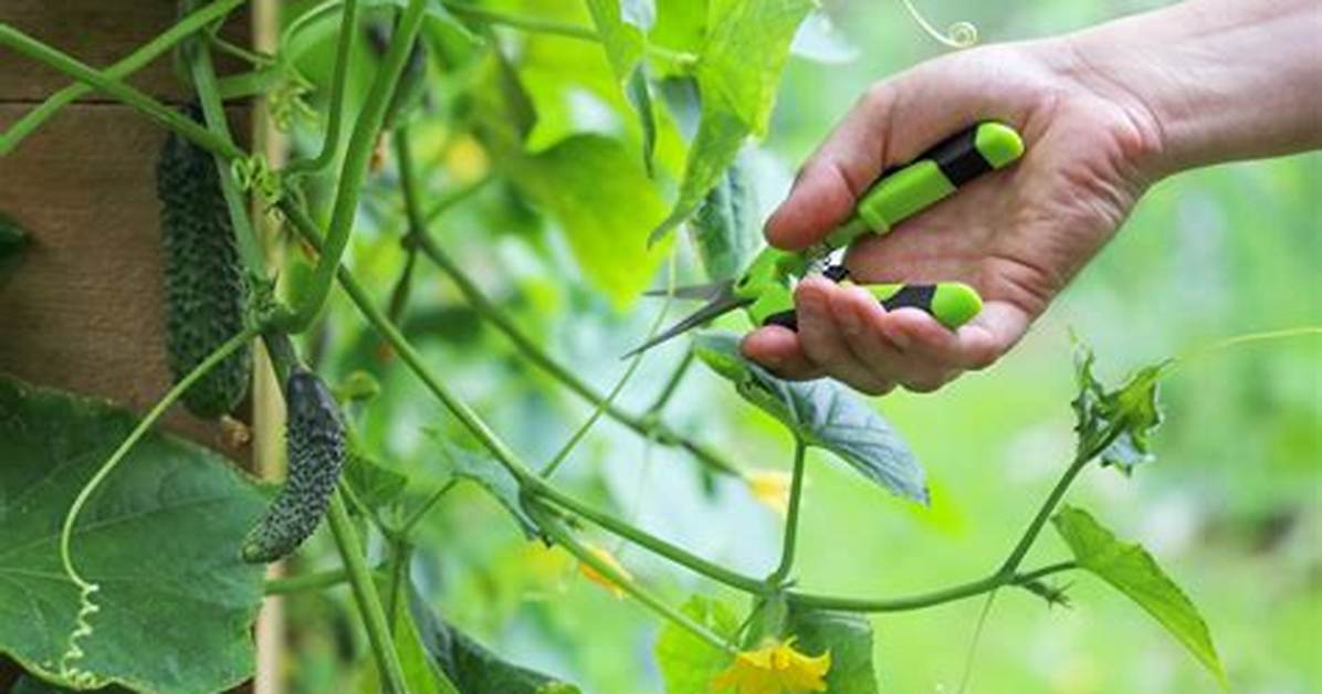 Pruning Cucumber Plants