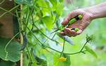 Pruning Cucumber Plants
