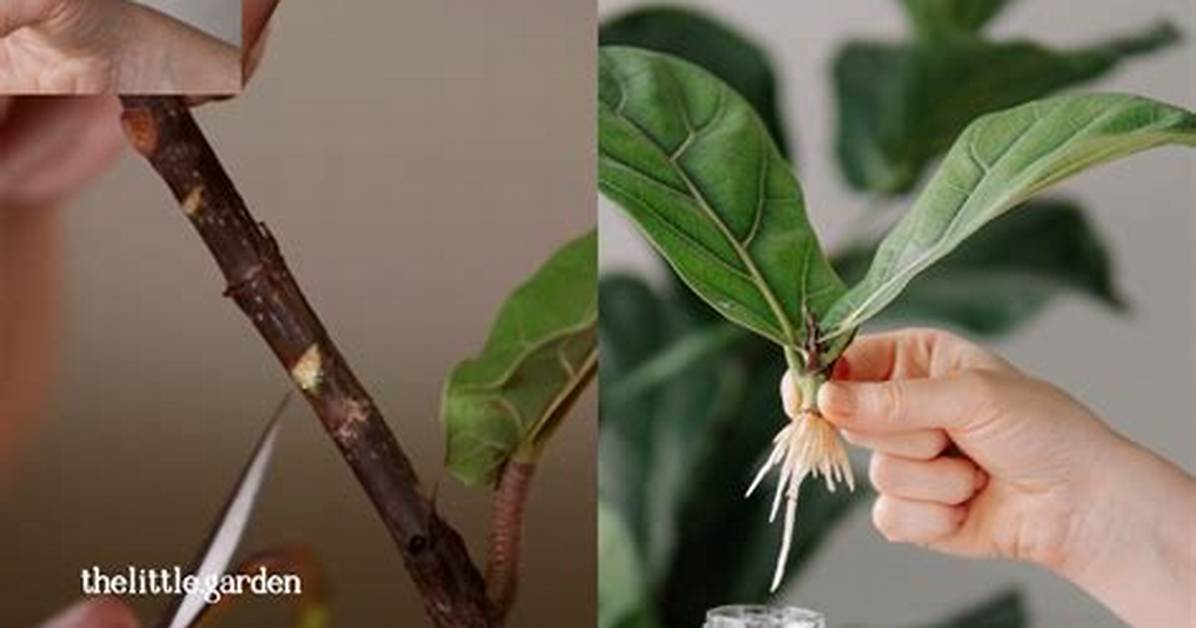 Pruning Fiddle Leaf Fig