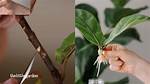 Pruning Fiddle Leaf Fig