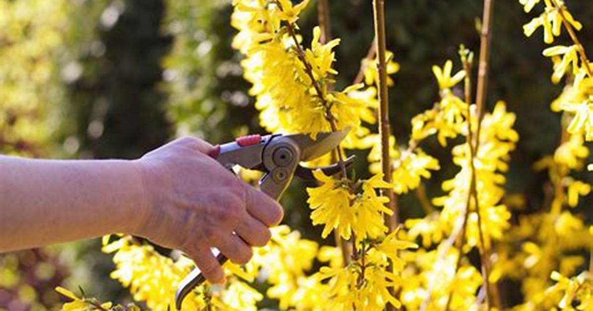 Pruning Forsythia