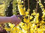 Pruning Forsythia