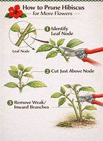 Pruning Hibiscus