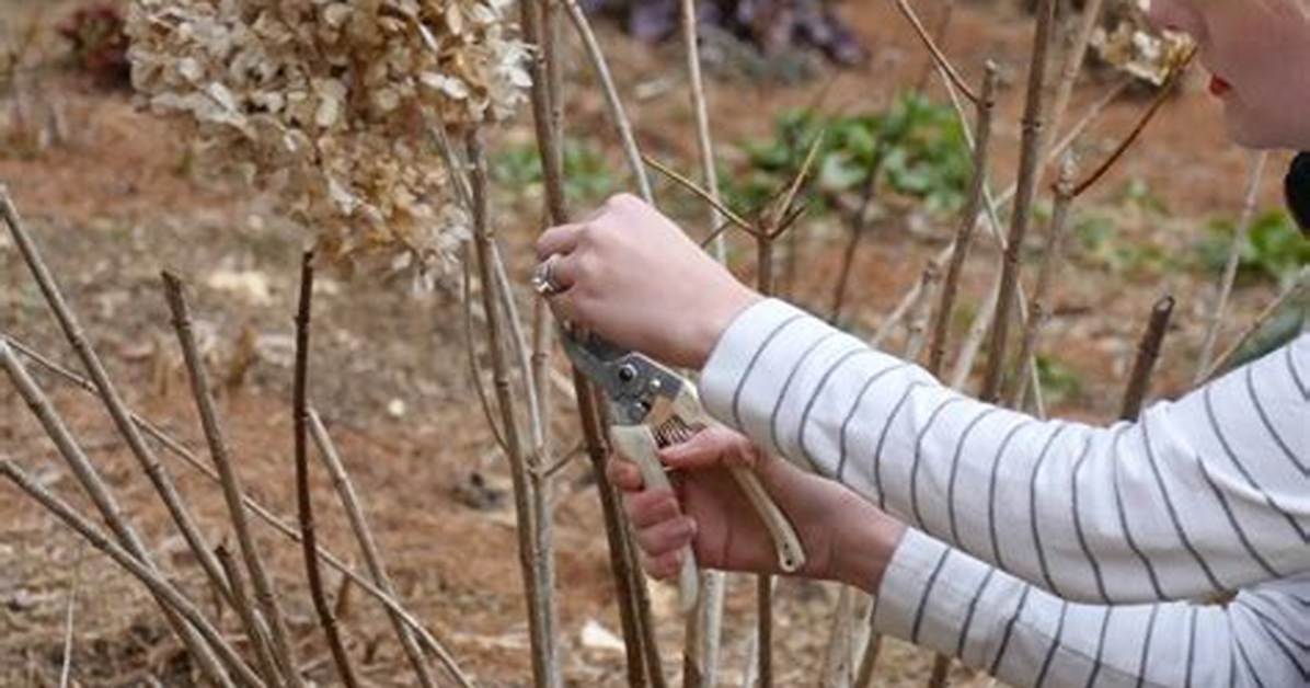 Pruning Limelight Hydrangea