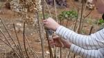 Pruning Limelight Hydrangea