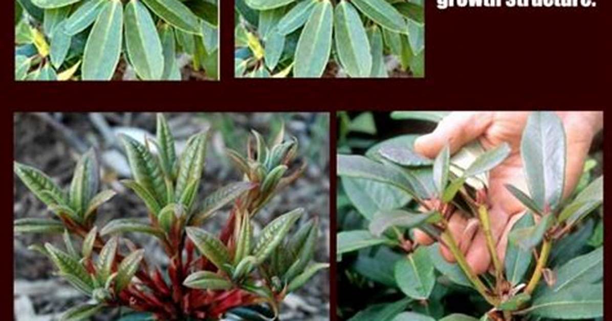 Pruning Rhododendrons