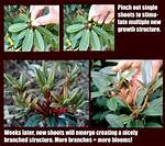 Pruning Rhododendrons