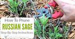 Pruning Russian Sage