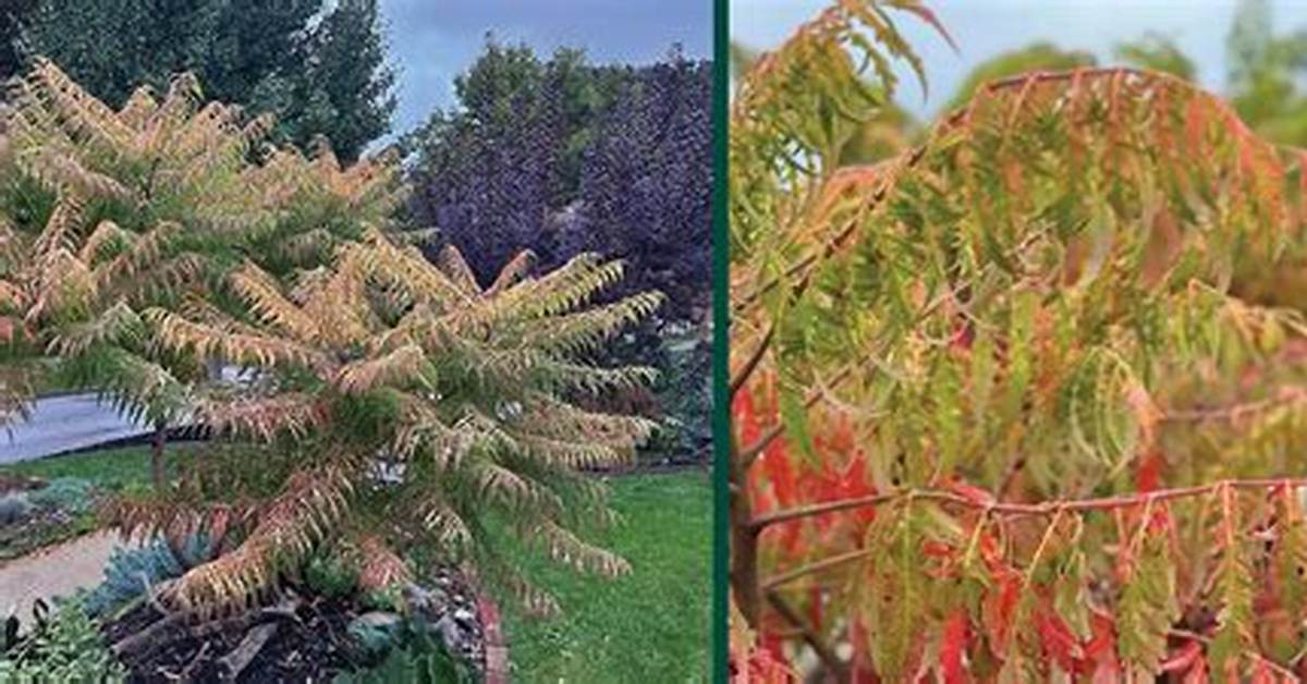 Pruning Tiger Eye Sumac
