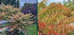 Pruning Tiger Eye Sumac