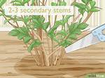 Pruning Weigela