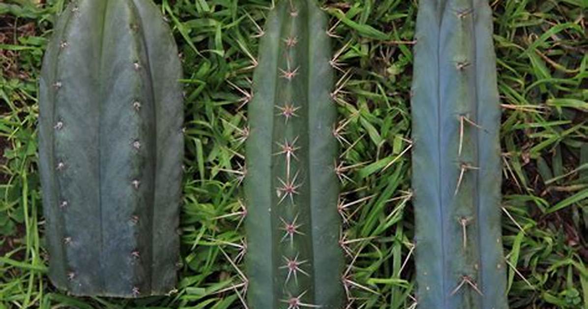 Psychedelic Cactus