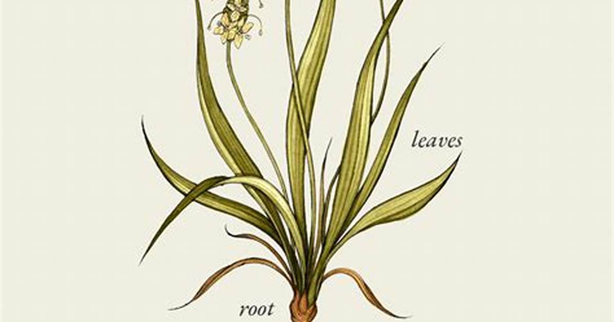 Psyllium Plant