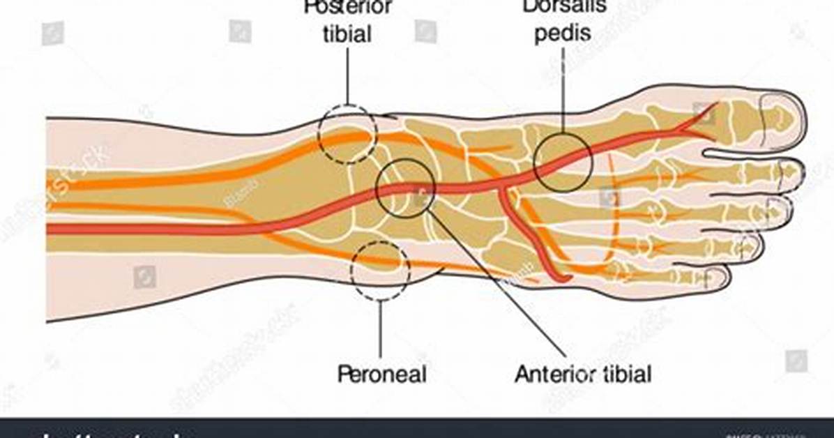 Pt Pulse