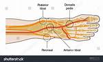 Pt Pulse