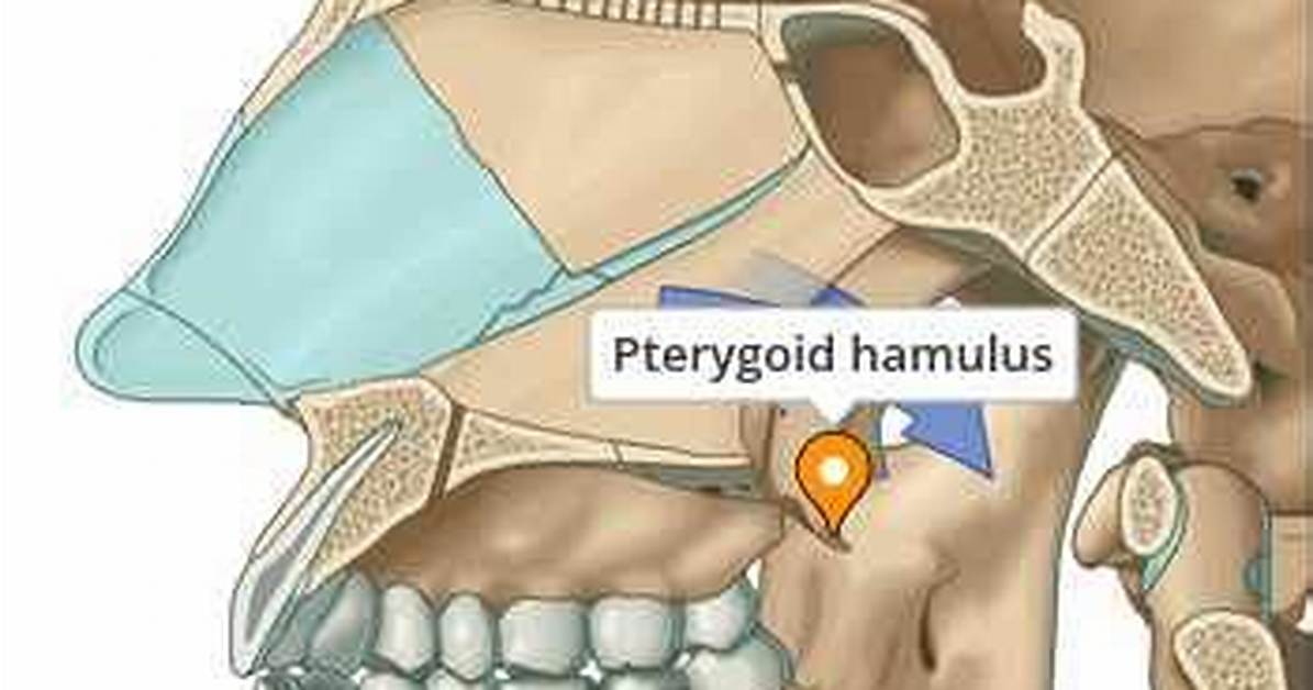 Pterygoid Hamulus