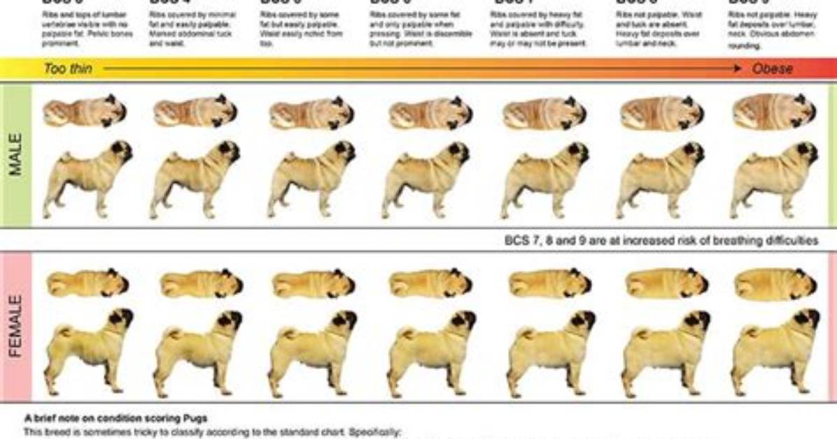 Pug Weight