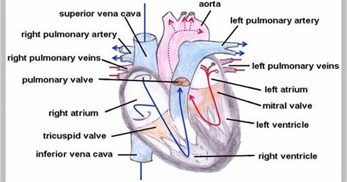 Pulmonary Trunk Function