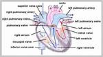 Pulmonary Trunk Function